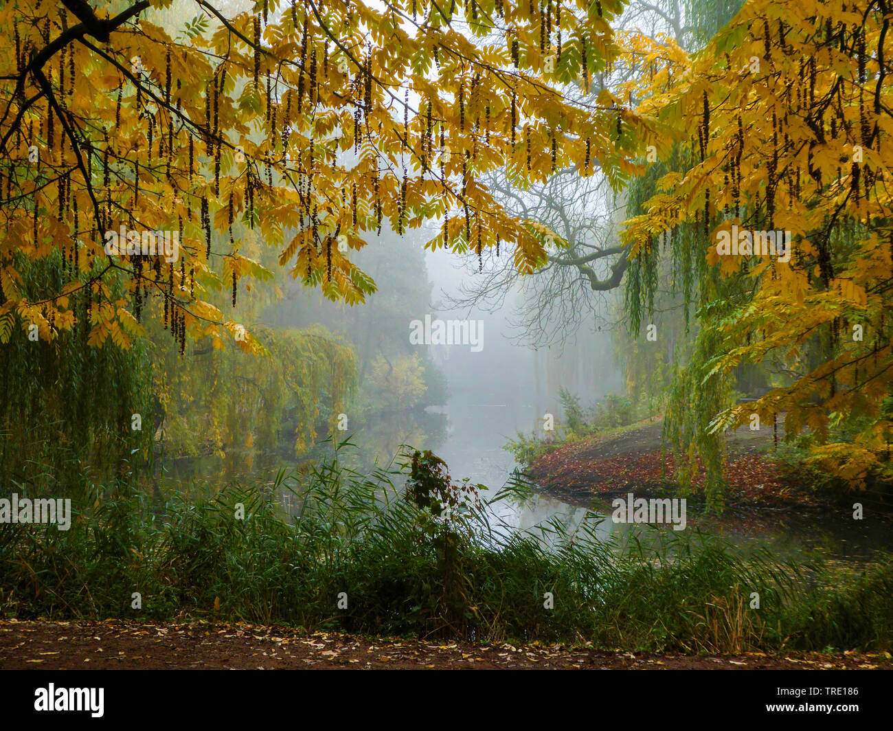 Caucasian Wingnut (Pterocarya fraxinifolia), misty morning at a pond in autumn, Germany, Hamburg Stock Photo