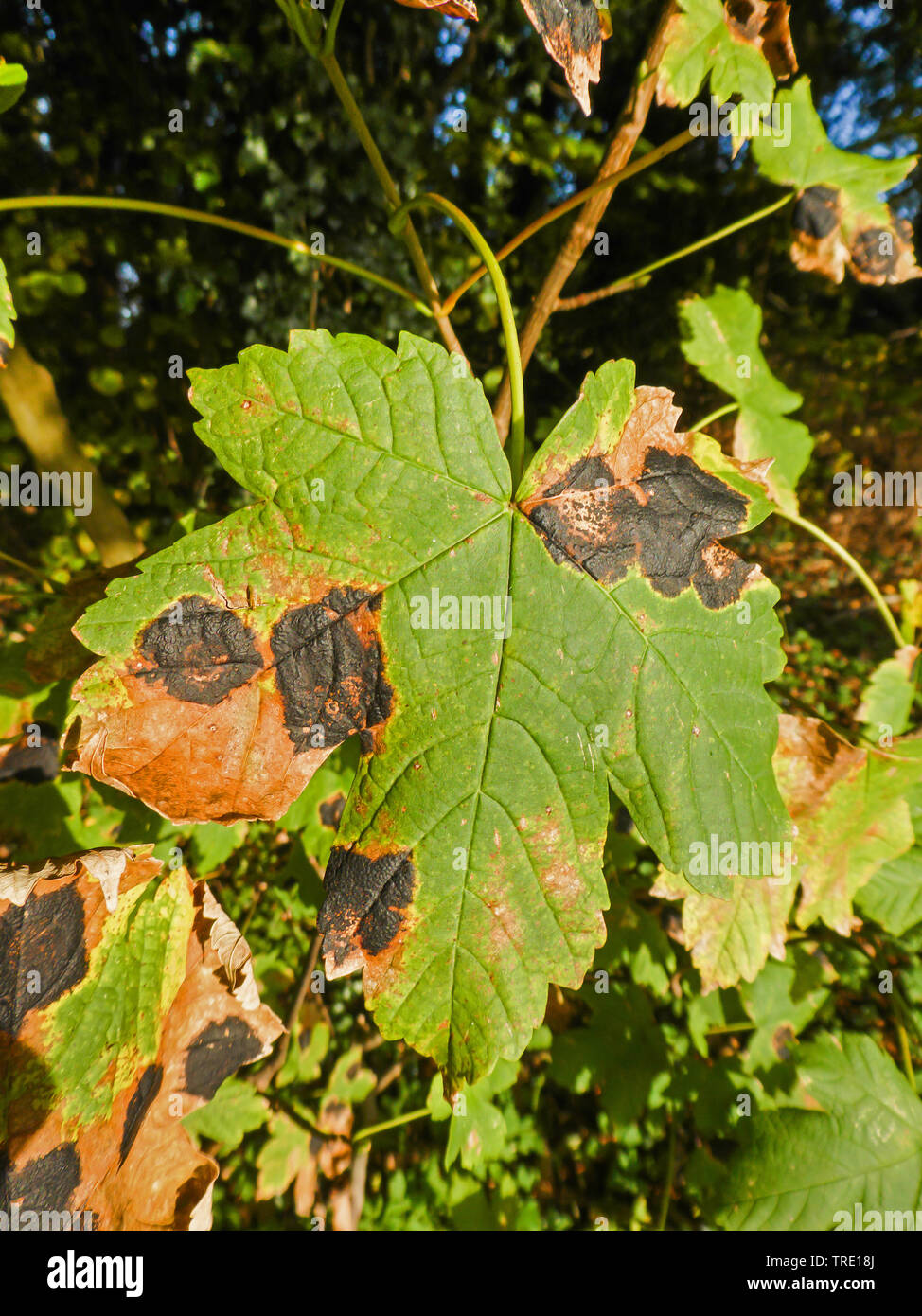 Sycamore tarspot (Rhytisma acerinum), Mushroom Rhytisma acerinum on Maple tree, Germany, Lower Saxony Stock Photo