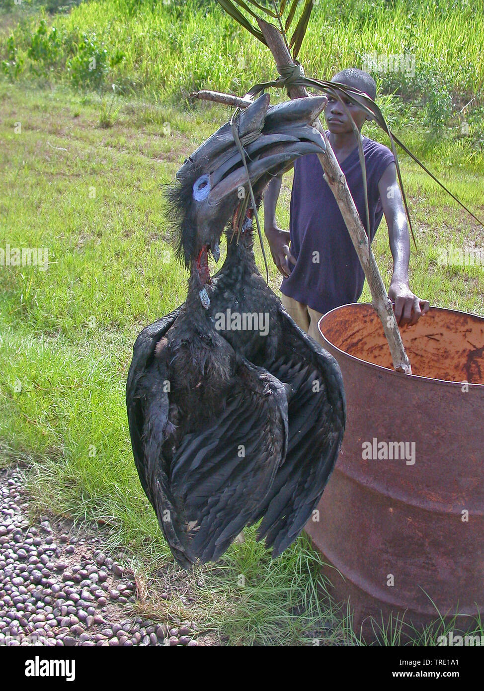 Abyssinian ground hornbill (Bucorvus abyssinicus), Illegal caught Abyssinian Ground Hornbill as bushmeat in Cameroon., Cameroon Stock Photo