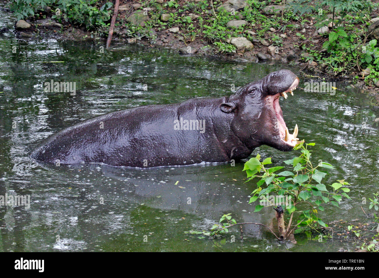pygmy hippopotamus (Hexaprotodon liberiensis, Choeropsis liberiensis), sitting on water, Taiwan Stock Photo