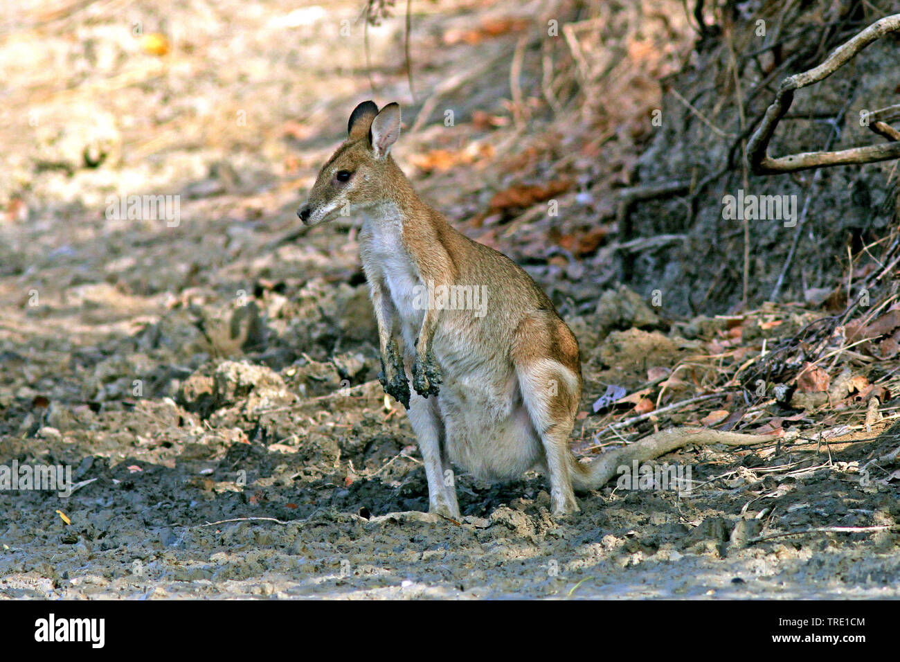 agile wallaby, sandy wallaby (Macropus agilis, Wallabia agilis), sitting, Australia Stock Photo