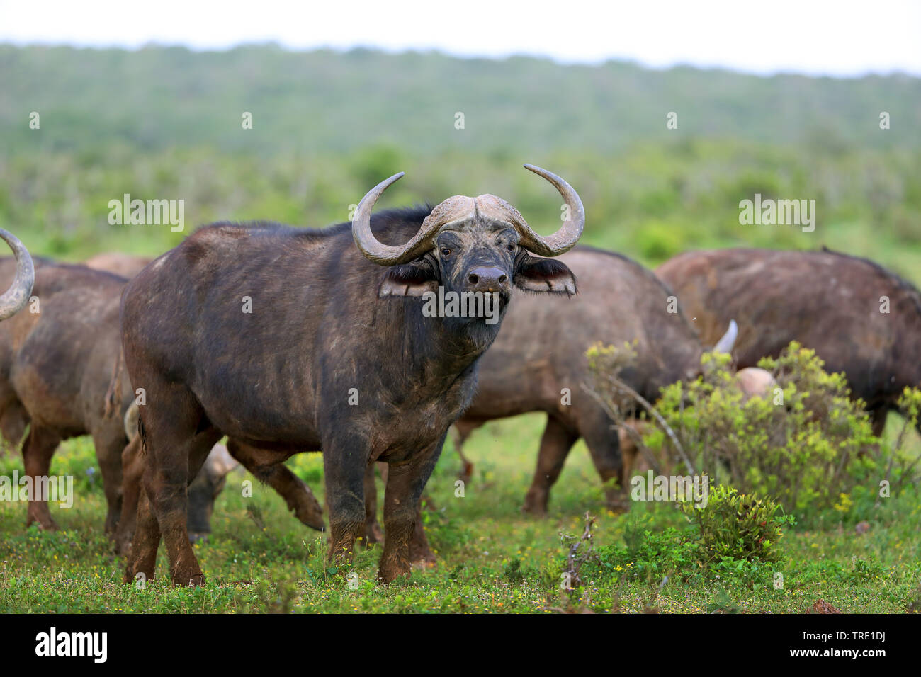 African buffalo (Syncerus caffer), bull in a herd, South Africa, Eastern Cape, Addo Elephant National Park Stock Photo
