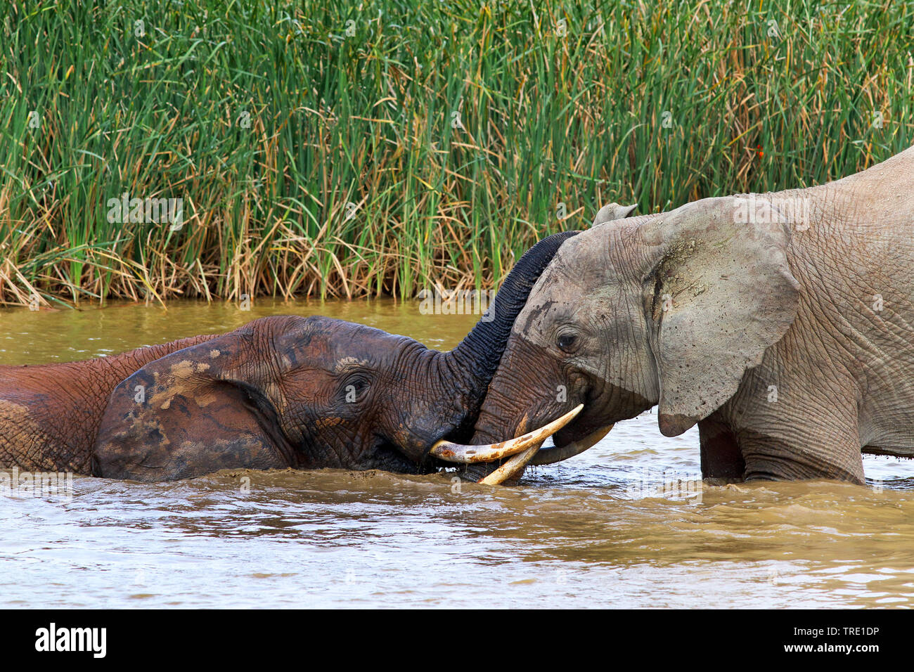 African elephant (Loxodonta africana), in the water fighting bulls, side view, South Africa, Eastern Cape, Addo Elephant National Park Stock Photo