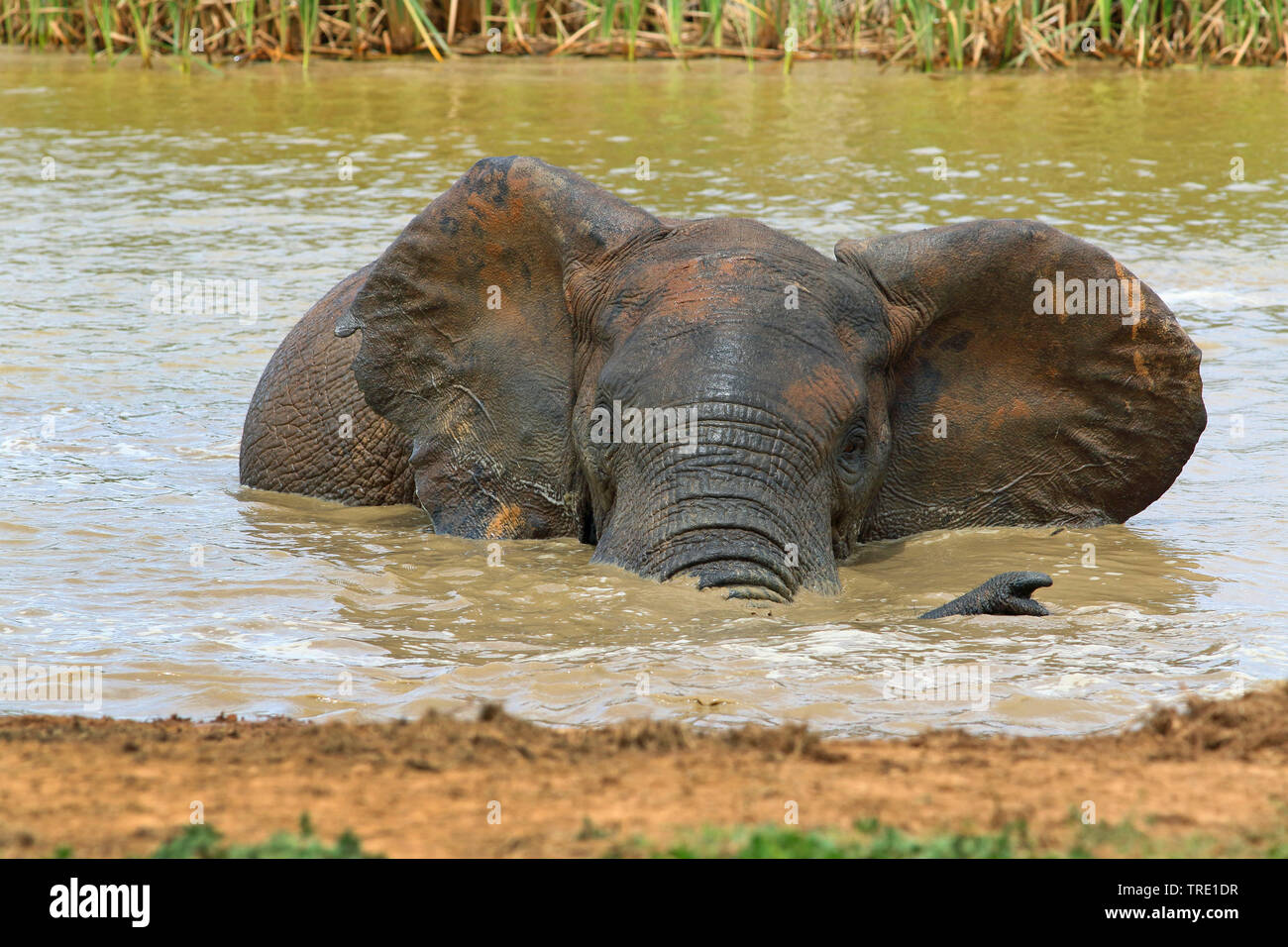 African elephant (Loxodonta africana), bull bathing in a waterhole, front view, South Africa, Eastern Cape, Addo Elephant National Park Stock Photo