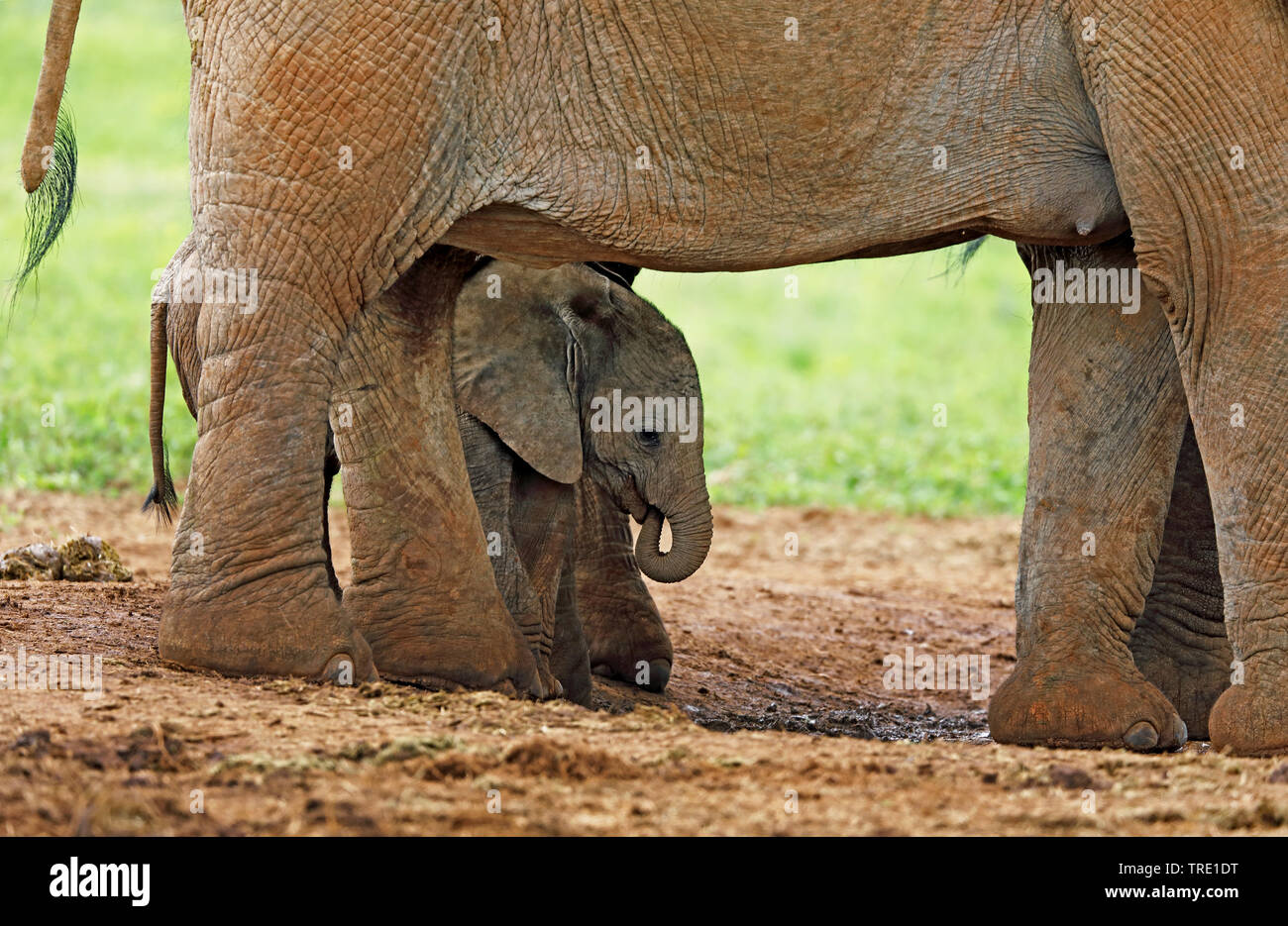 African elephant (Loxodonta africana), young calf under belly of the mother, side view, South Africa, Eastern Cape, Addo Elephant National Park Stock Photo