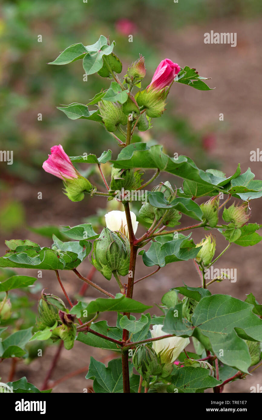 Blooming cotton plant flower hi-res stock photography and images