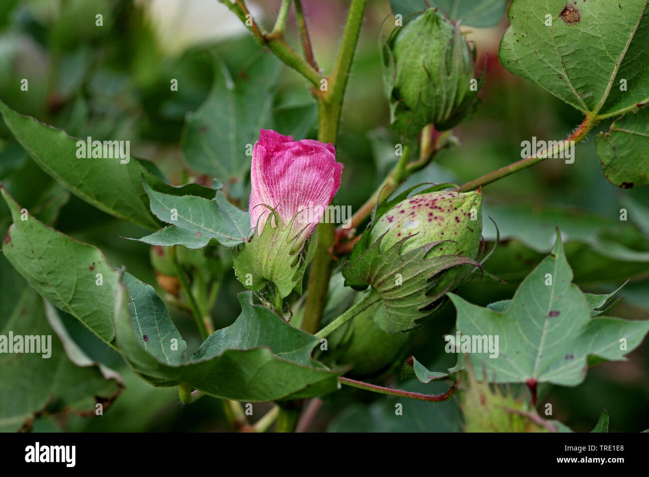 cotton (Gossypium spec.), with withered flower and fruit, Spain, Andalusia Stock Photo