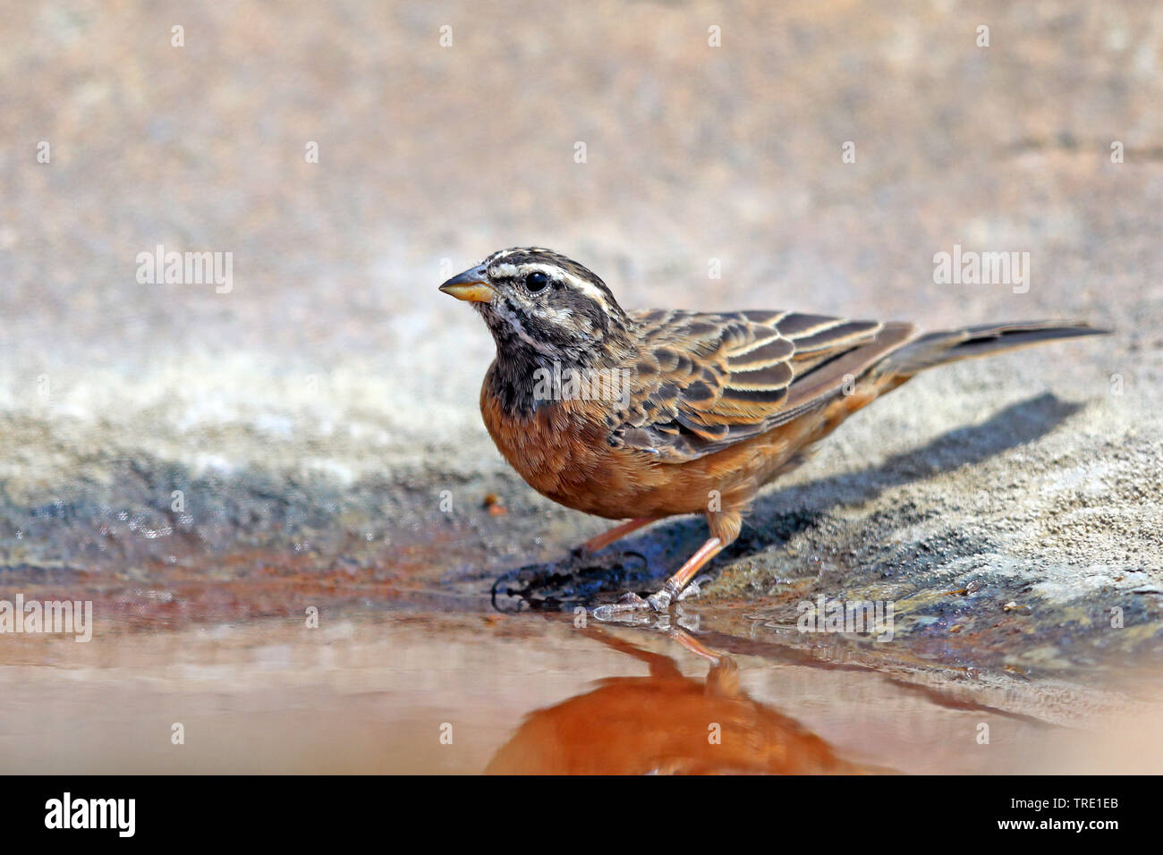 cinnamon-breasted rock bunting (Emberiza tahapisi), male drinking, South Africa, Eastern Cape, Mountain Zebra National Park Stock Photo