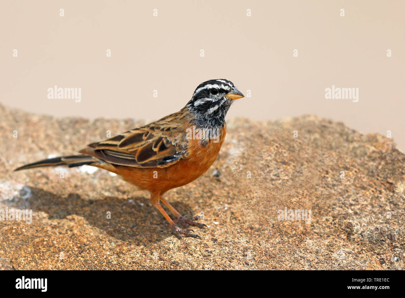 cinnamon-breasted rock bunting (Emberiza tahapisi), male on a rock, South Africa, Eastern Cape, Mountain Zebra National Park Stock Photo