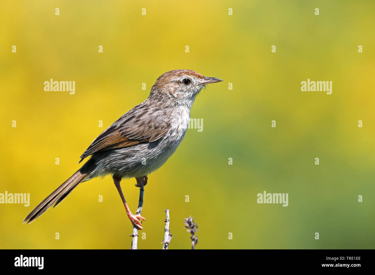 red-headed cisticola (Cisticola subruficapilla), sitting on a bush, South Africa, Western Cape, Cape of Good Hope National Park Stock Photo