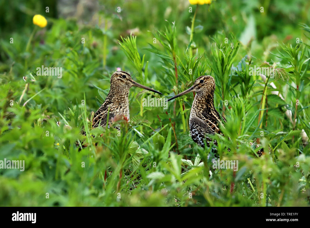 great snipe (Gallinago media), territorial dispute of two males, Sweden, Lapland Stock Photo