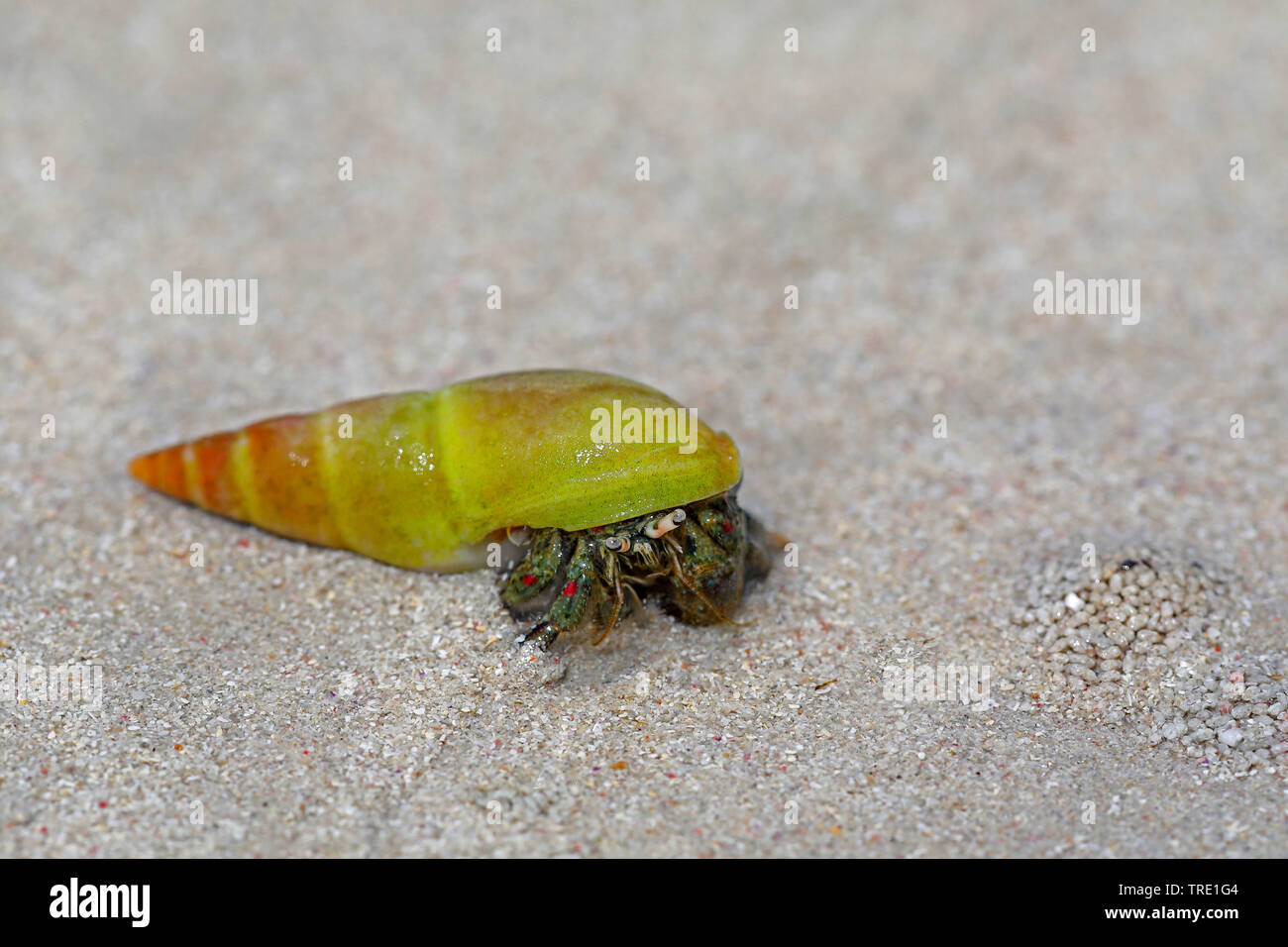 land hermit crab in a snailshell walking on the beach, South Africa