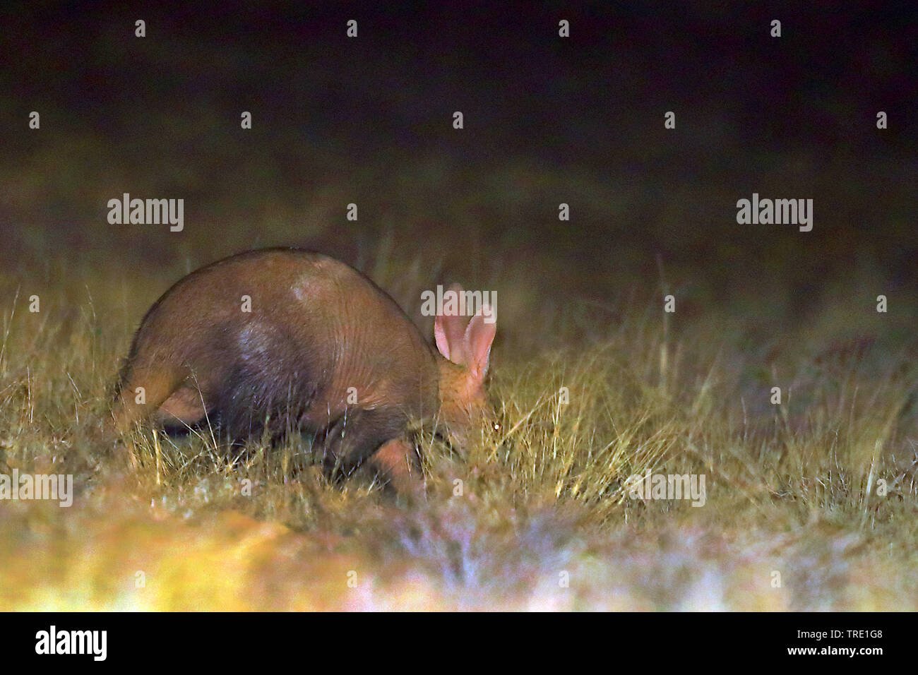 Aardvark night hi-res stock photography and images - Alamy