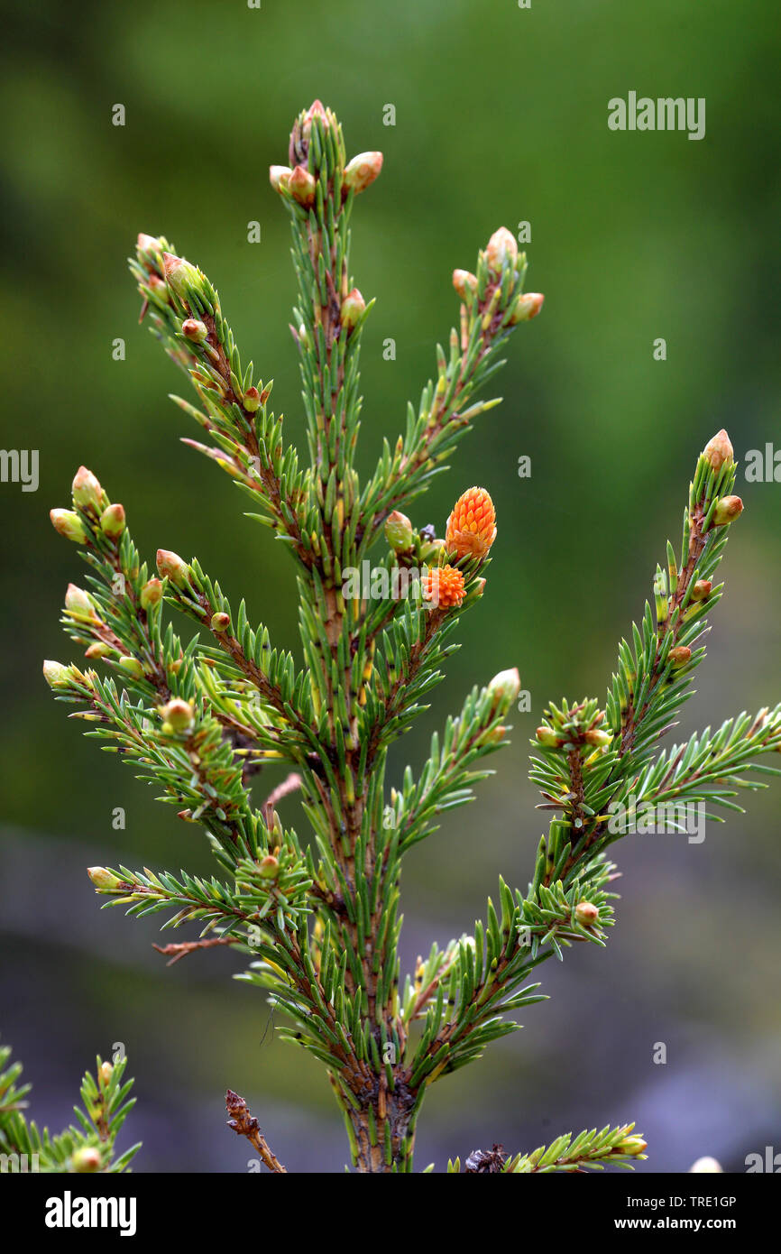 Norway spruce (Picea abies), twig with mal cones in bud, Finland Stock Photo