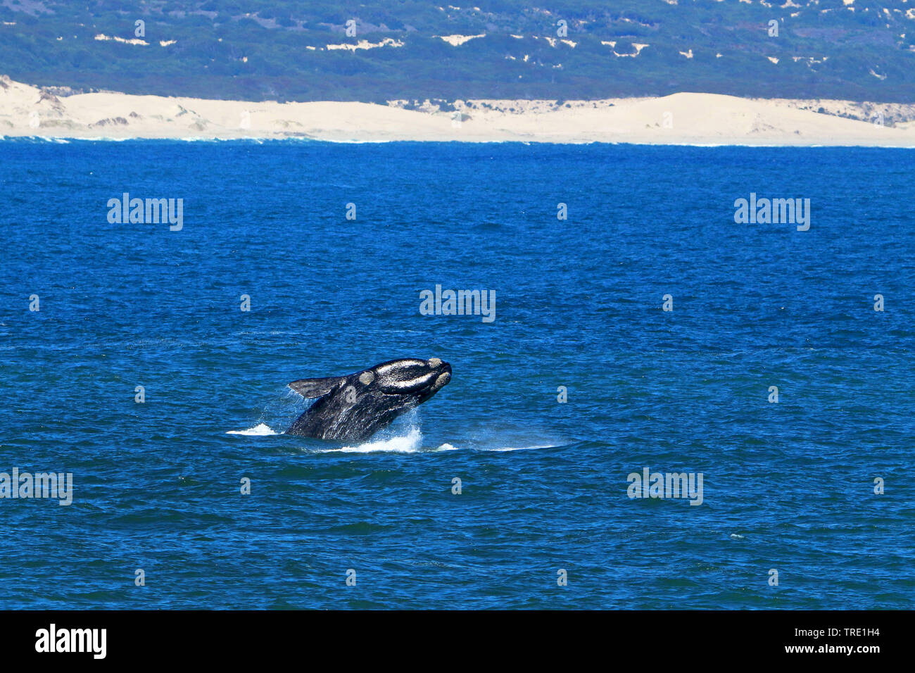 southern right whale (Eubalaena australis, Balaena glacialis australis), jumping, South Africa Stock Photo