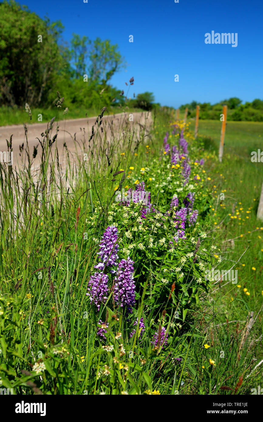 military orchid (Orchis militaris), blooming at roadside, Sweden, Oeland Stock Photo