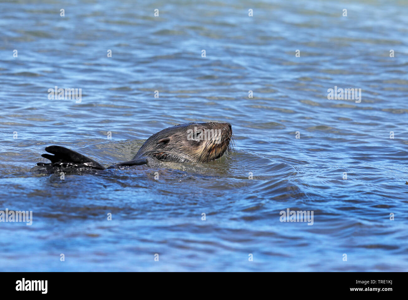 African clawless otter (Aonyx capensis), swimming in the sea, South Africa, Western Cape, Cape of Good Hope National Park Stock Photo