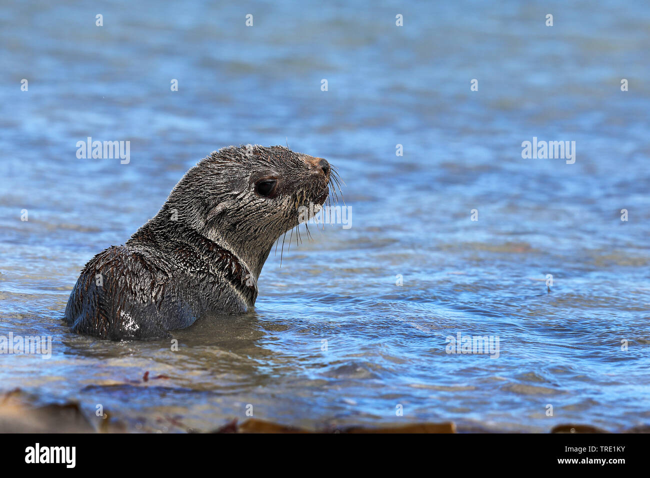 African clawless otter (Aonyx capensis), lying by the waterside, South Africa, Western Cape, Cape of Good Hope National Park Stock Photo