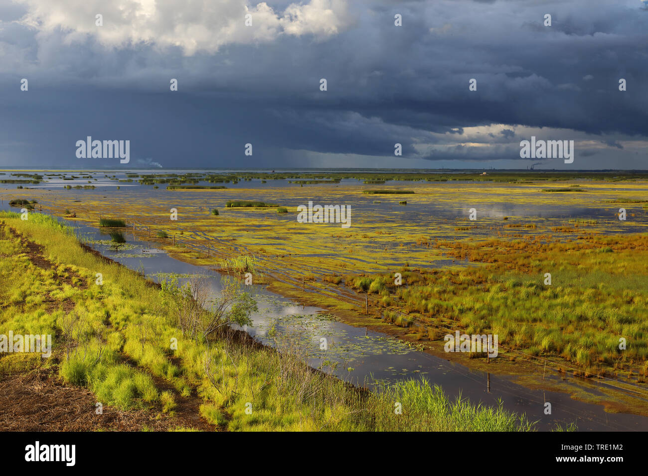 wetlands of Liminka Bay Reserve, Finland, Liminka Stock Photo