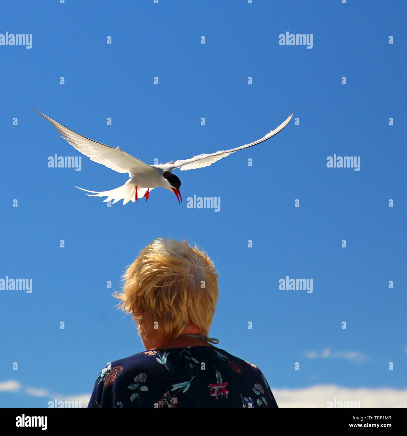 arctic tern (Sterna paradisaea), attacking a woman in flight, Finland, Aland Stock Photo