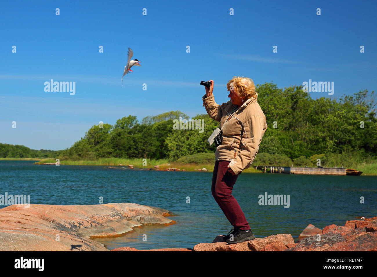 arctic tern (Sterna paradisaea), woman photographing an arctic tern that does not want to be photographed, Finland, Aland Stock Photo