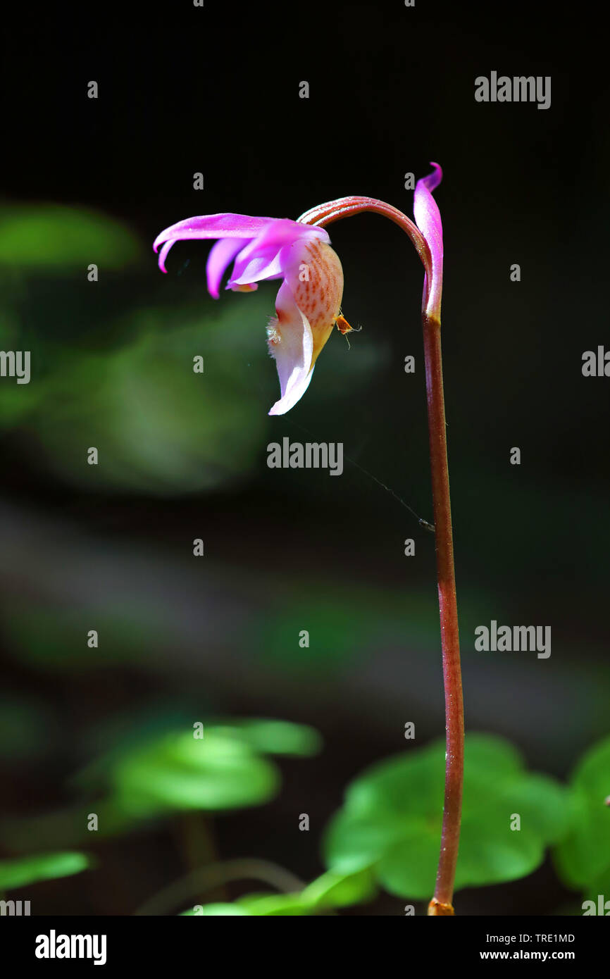 calypso, fairy-slipper orchid, fairy slipper (Calypso bulbosa), flower, Sweden, Kramfors Stock Photo