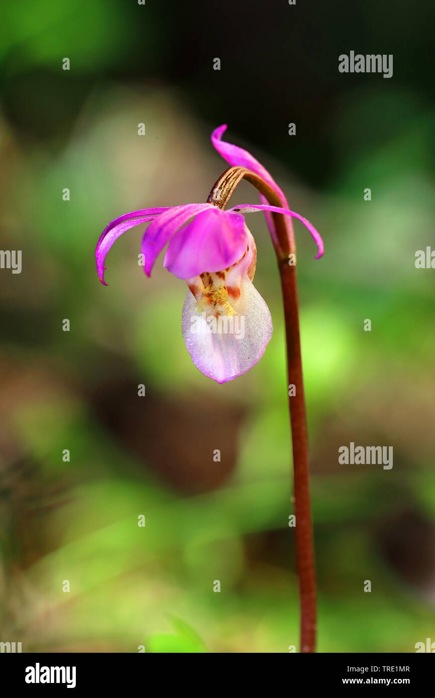 calypso, fairy-slipper orchid, fairy slipper (Calypso bulbosa), flower, Sweden, Kramfors Stock Photo