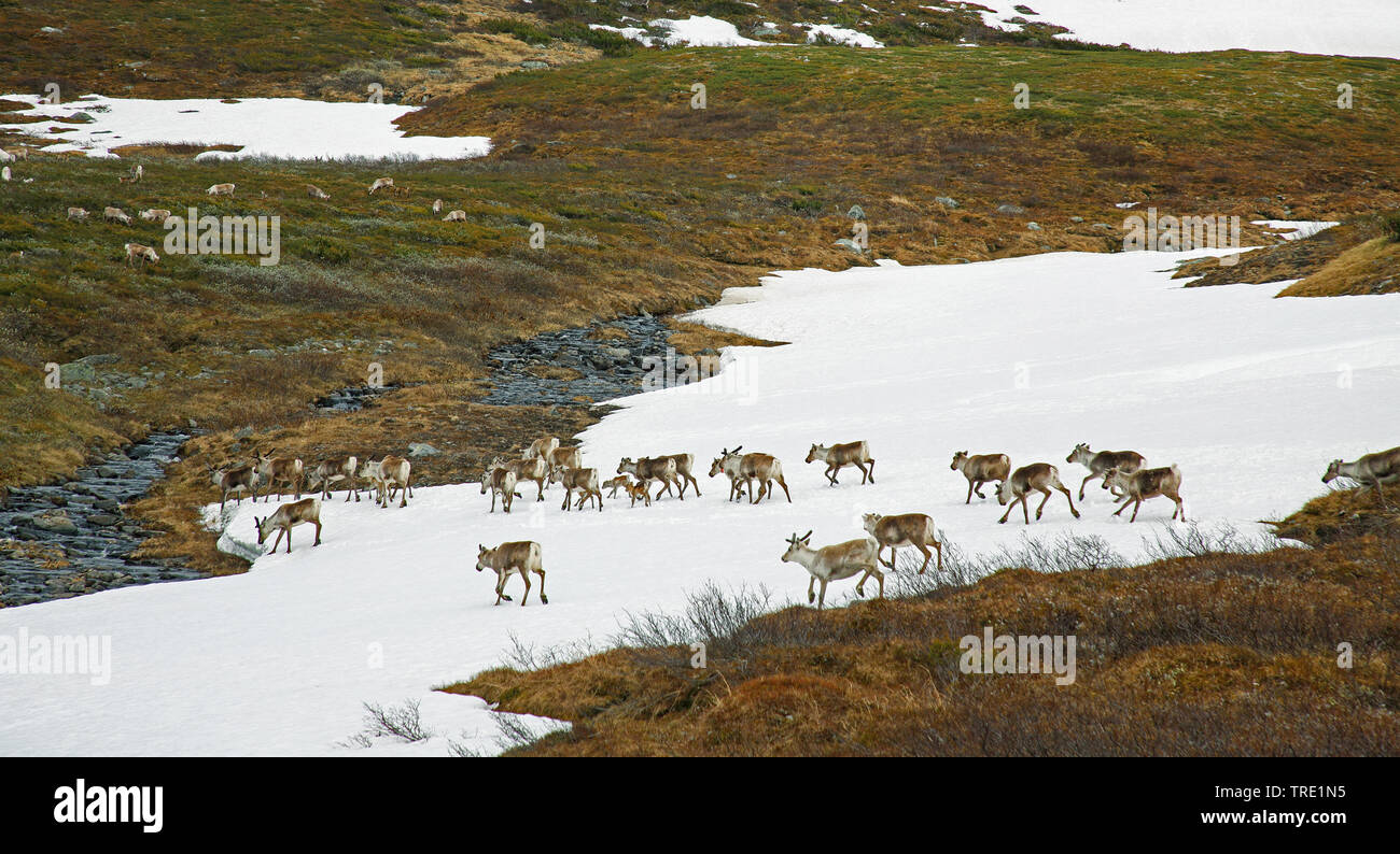 reindeer, caribou (Rangifer tarandus), herd walking over a snow field, Norway, Borgefjell National Park Stock Photo