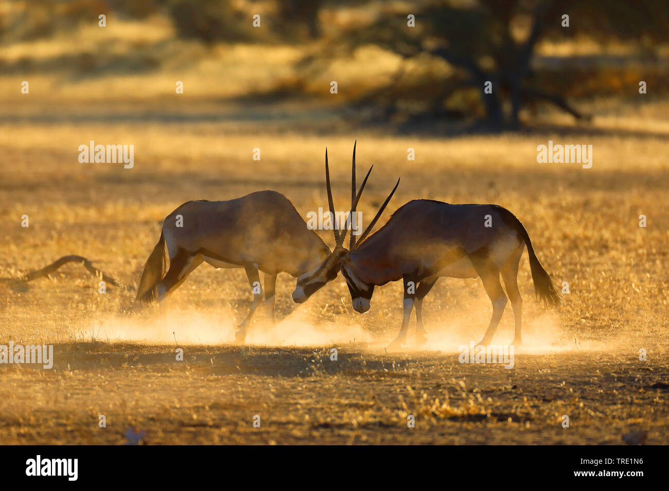 gemsbock, beisa (Oryx gazella), territorial fight of two males in the savannah, contre-jour shot, South Africa Stock Photo