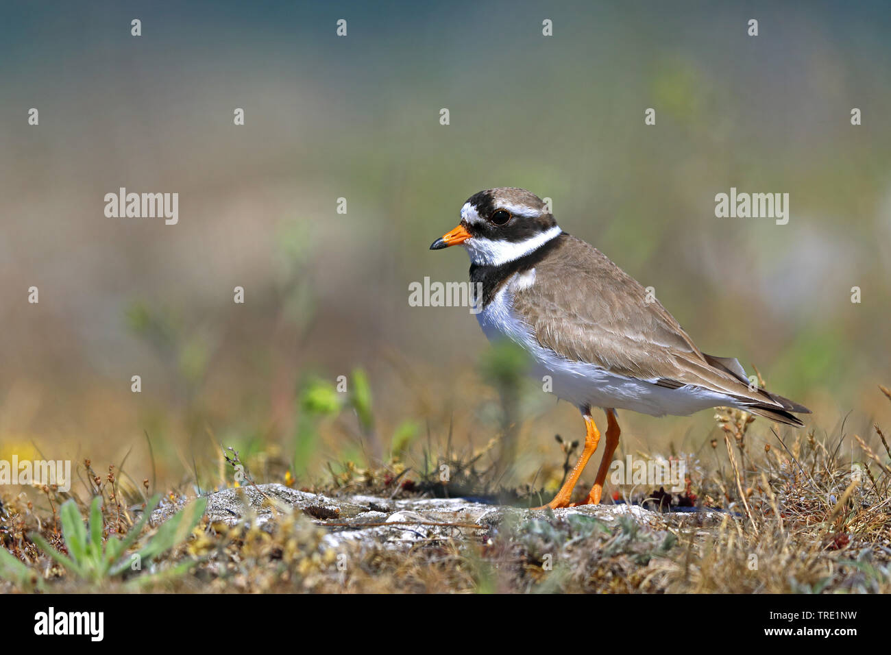 ringed plover (Charadrius hiaticula), on the ground, Sweden, Oeland Stock Photo