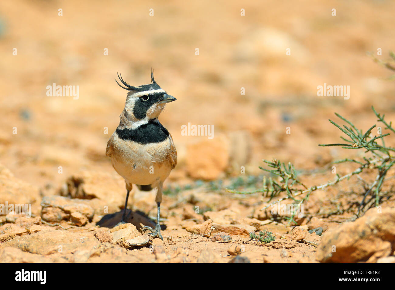Temminck's horned lark (Eremophila bilopha), on the ground, Morocco, Boumalne Dades Stock Photo