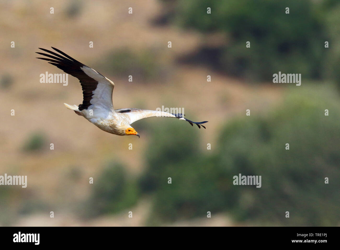 Egyptian vulture (Neophron percnopterus), flying, Spain, Andalusia Stock Photo