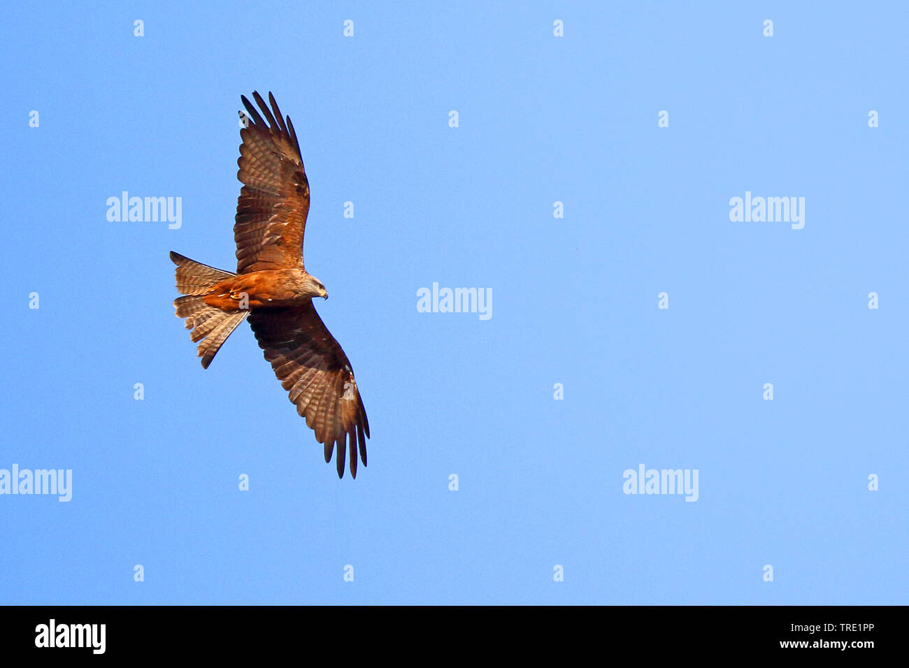 Black kite, Yellow-billed kite (Milvus migrans), flying, Spain, Andalusia Stock Photo