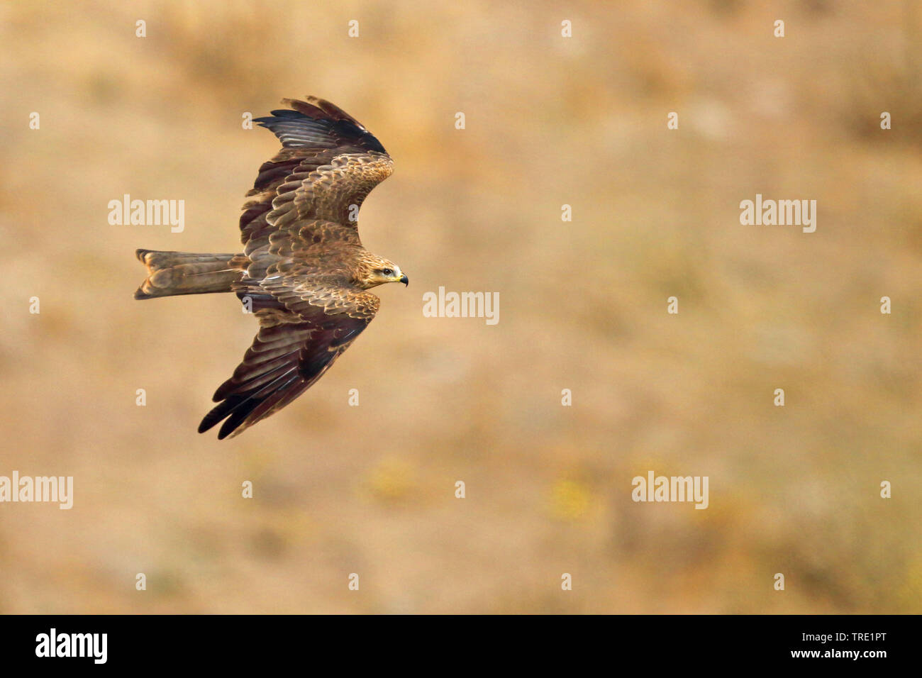 Black kite, Yellow-billed kite (Milvus migrans), flying, Spain, Andalusia Stock Photo