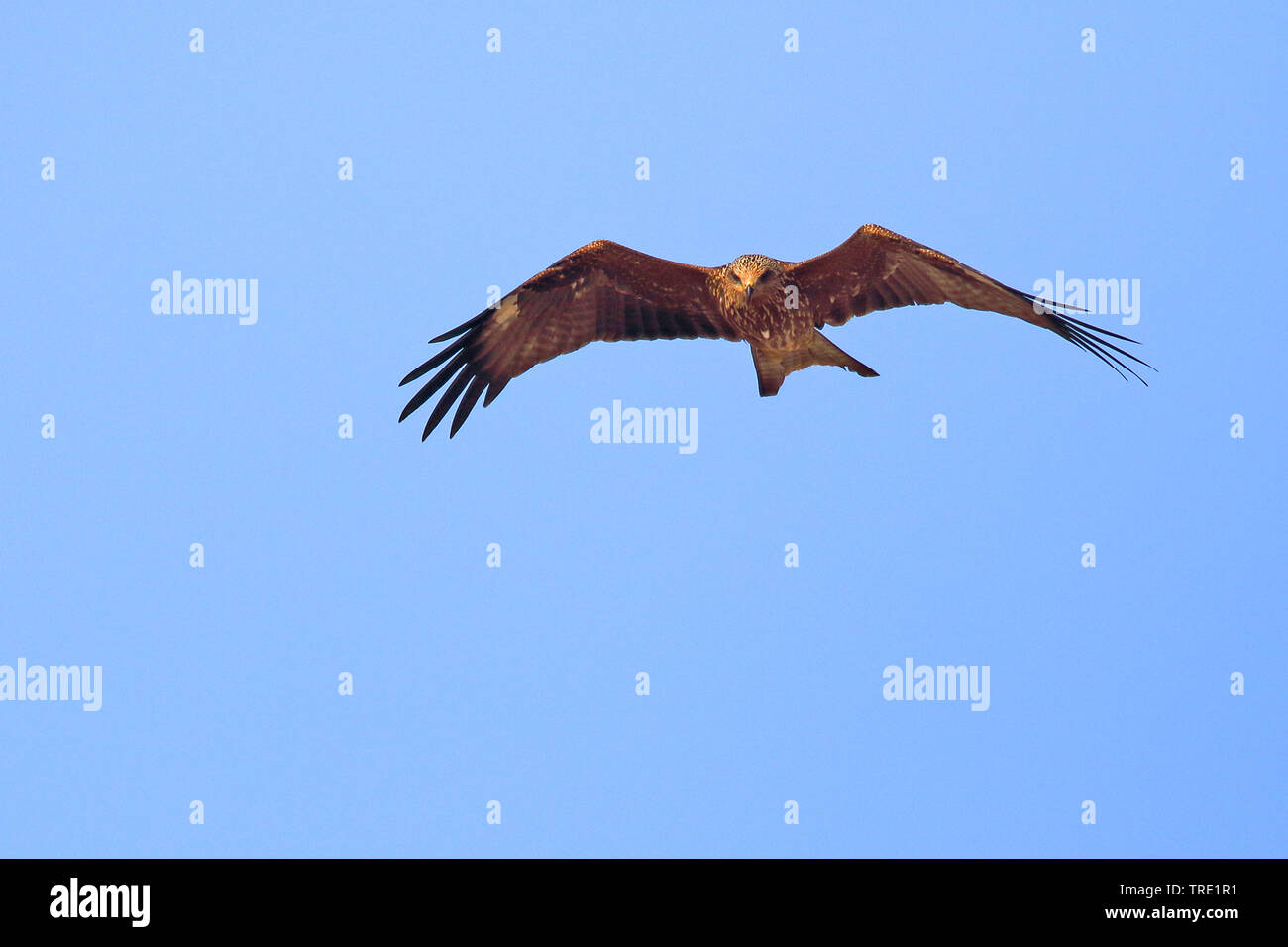Black kite, Yellow-billed kite (Milvus migrans), flying, Spain, Andalusia Stock Photo