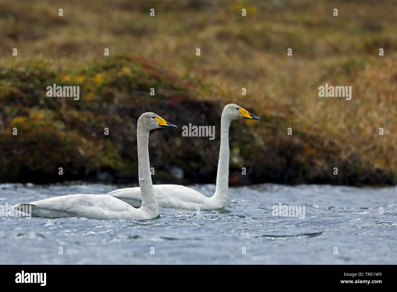 whooper swan (Cygnus cygnus), swimming pair, Norway, Batsfjord Stock Photo