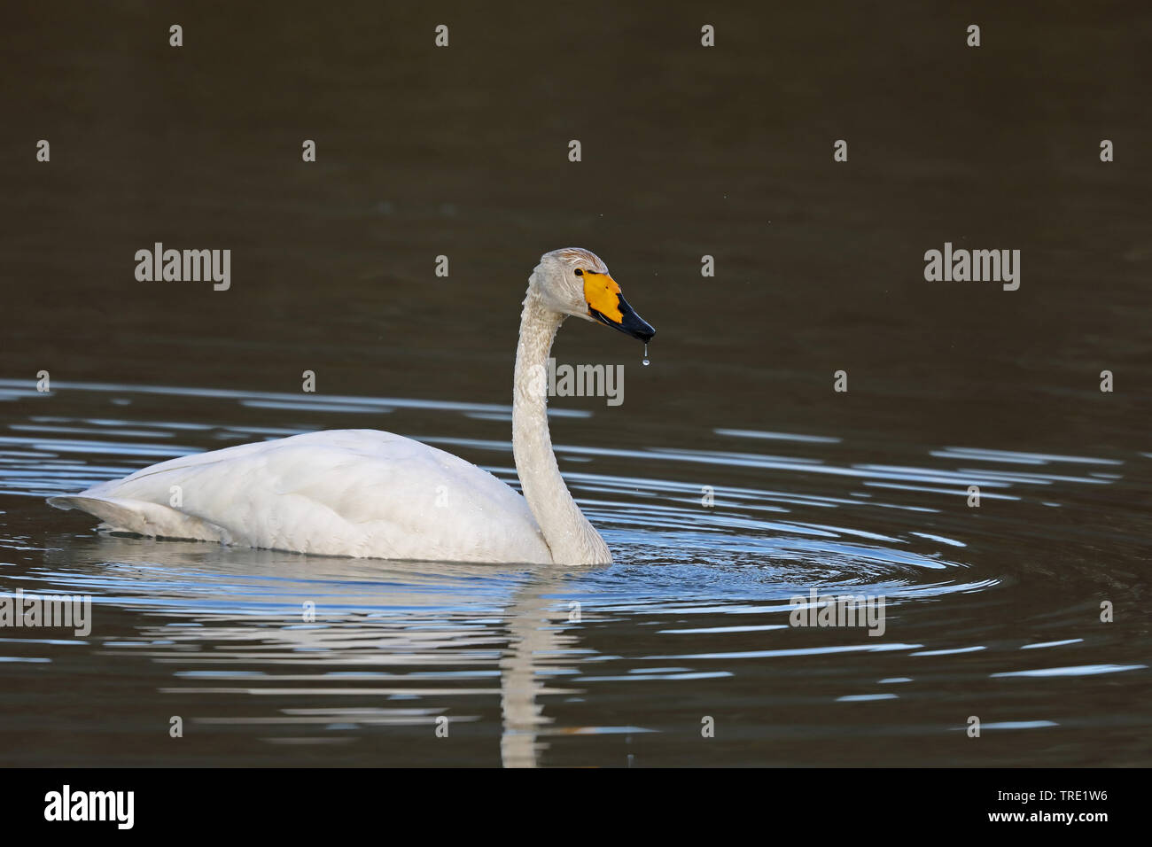 whooper swan (Cygnus cygnus), swimming, Norway, Batsfjord Stock Photo