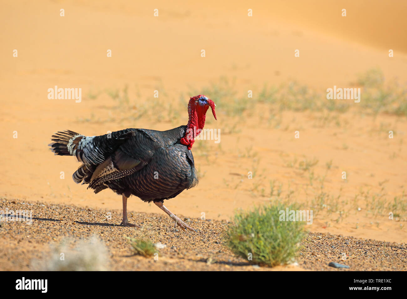 common turkey (Meleagris gallopavo), walking male, Morocco, Merzouga Stock Photo