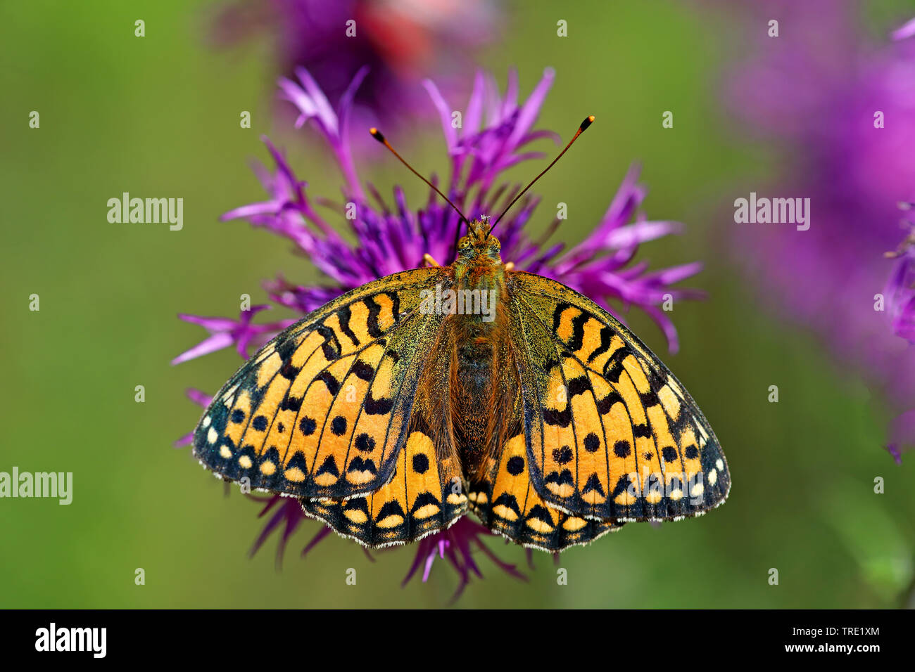 lesser marbled fritillary (Brenthis ino), top view, Sweden, Oeland Stock Photo