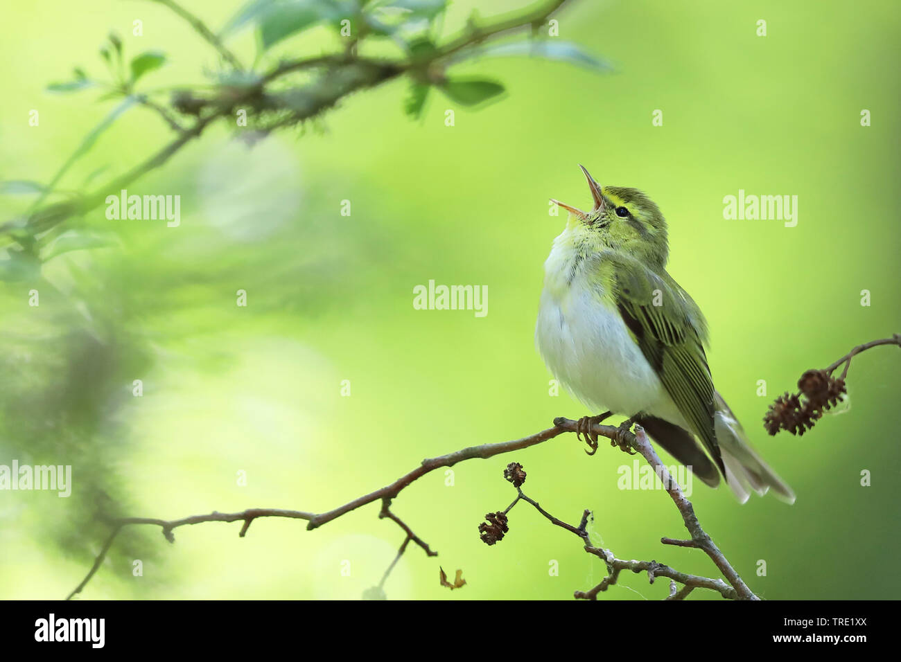 wood warbler (Phylloscopus sibilatrix), male singing in a forest, Sweden, Oeland Stock Photo