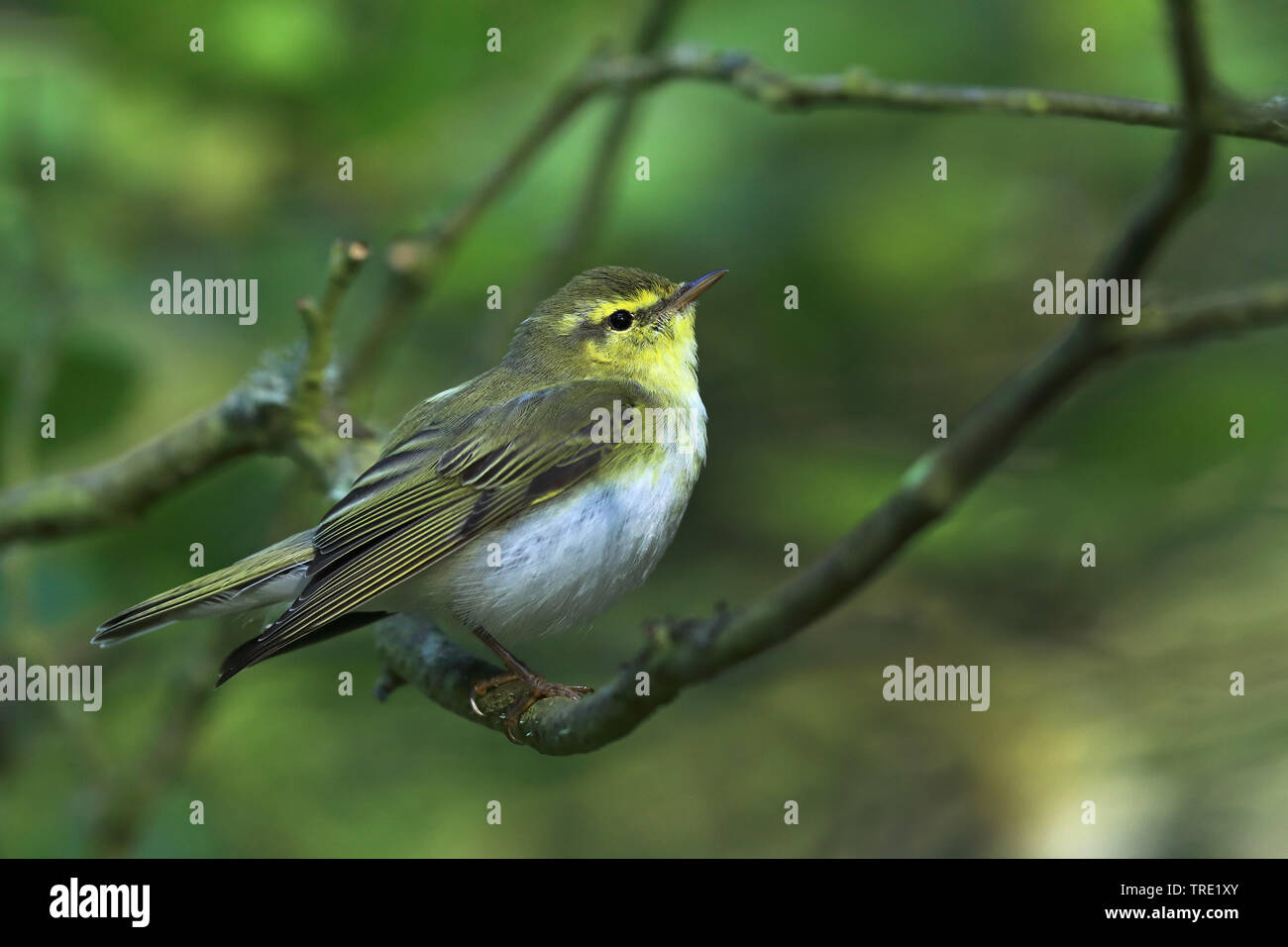 wood warbler (Phylloscopus sibilatrix), male sitting in a forest, Sweden, Oeland Stock Photo