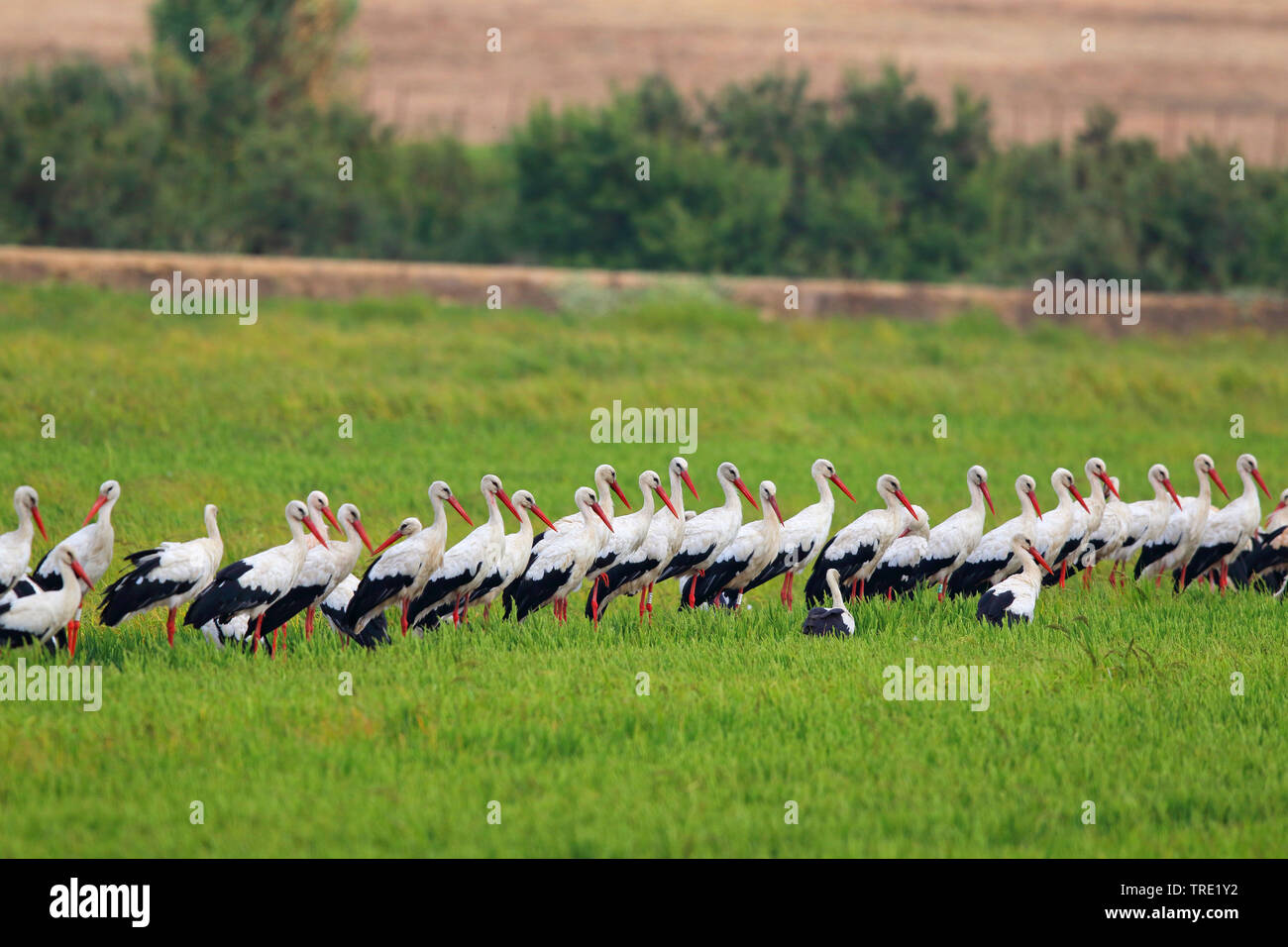 white stork (Ciconia ciconia), group resting in a rice field, Spain, Andalusia, La Janda Stock Photo
