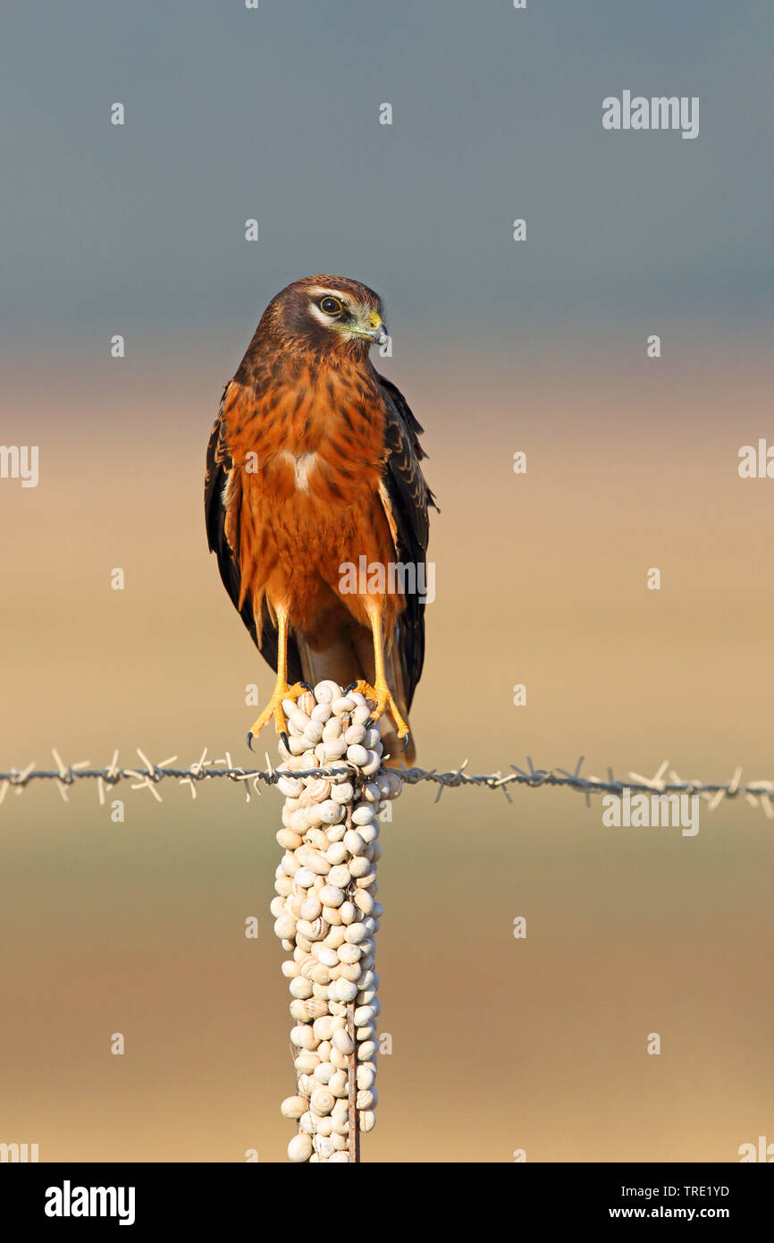 montague's harrier (Circus pygargus), in juvenile plumage, sitting on a post, Spain, Andalusia Stock Photo
