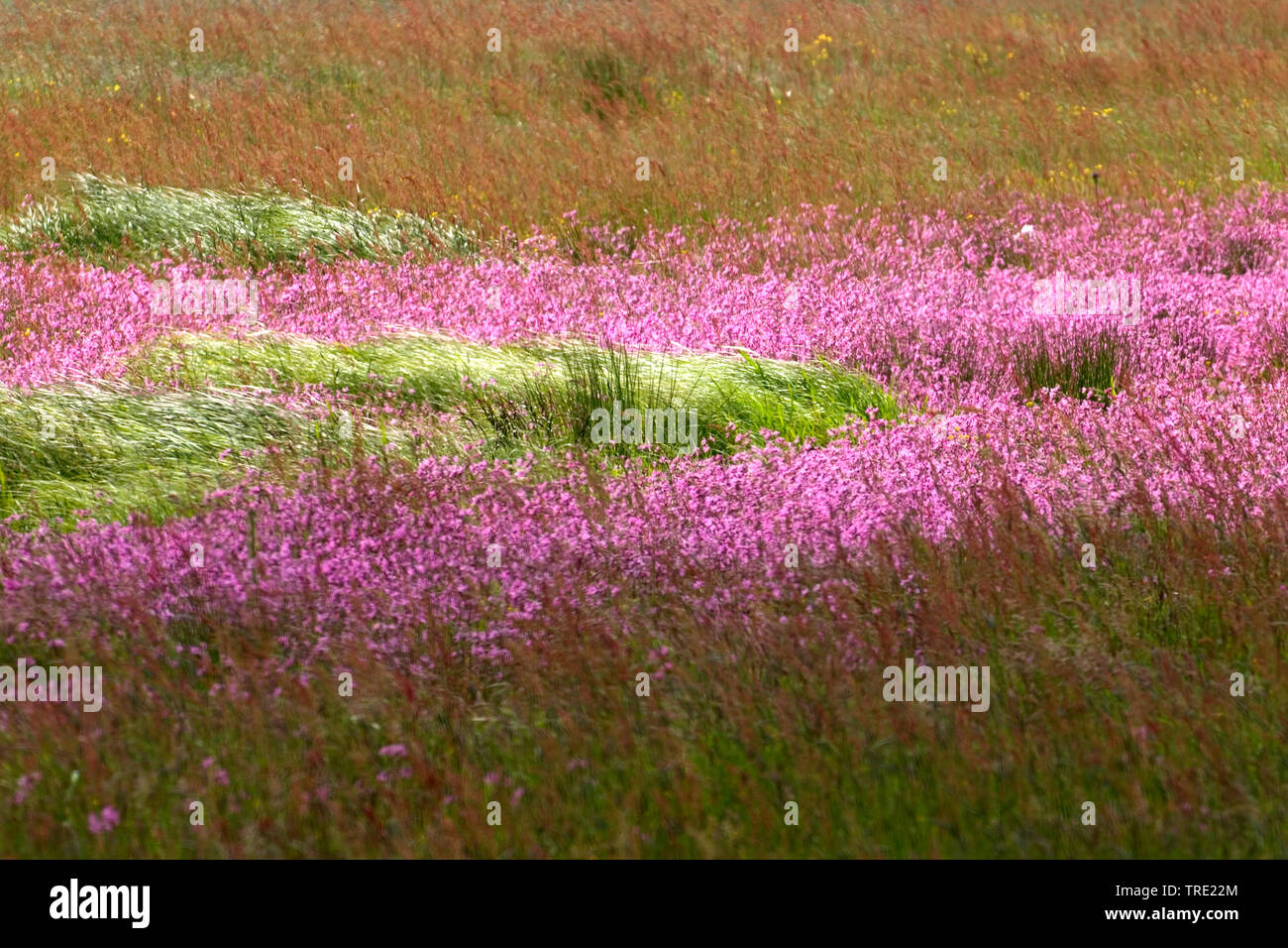 Meadow campion, Ragged-robin (Lychnis flos-cuculi, Silene flos-cuculi), flowering meadow, Netherlands Stock Photo