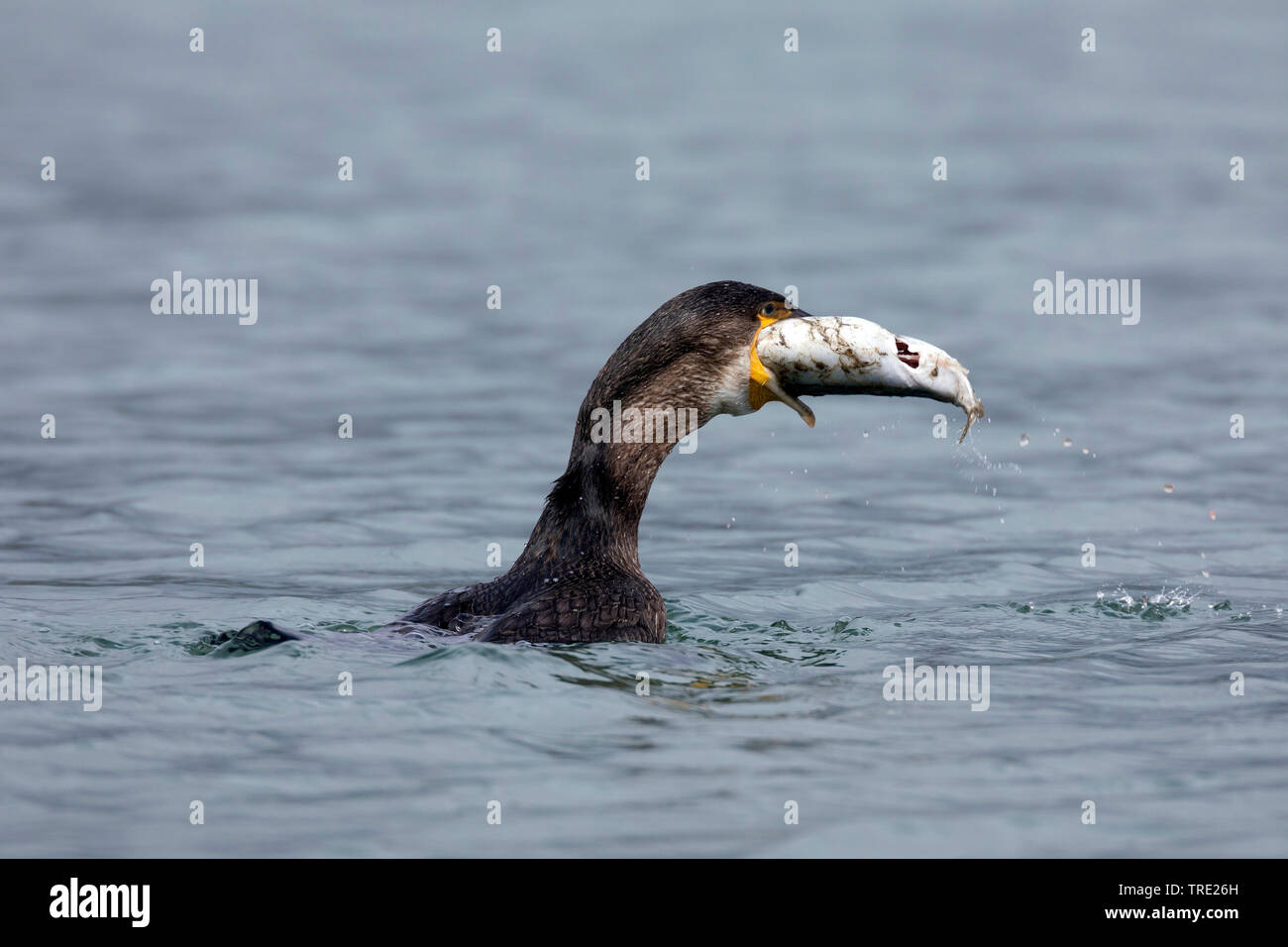 great cormorant (Phalacrocorax carbo), swimming with preyed mackerel, gulping the large prey, side view, Iceland Stock Photo