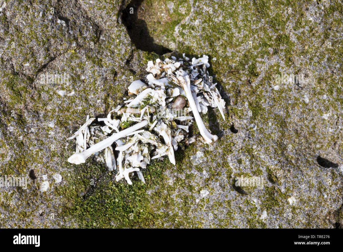 pellet of a gull with remains of bones and shells, Iceland Stock Photo