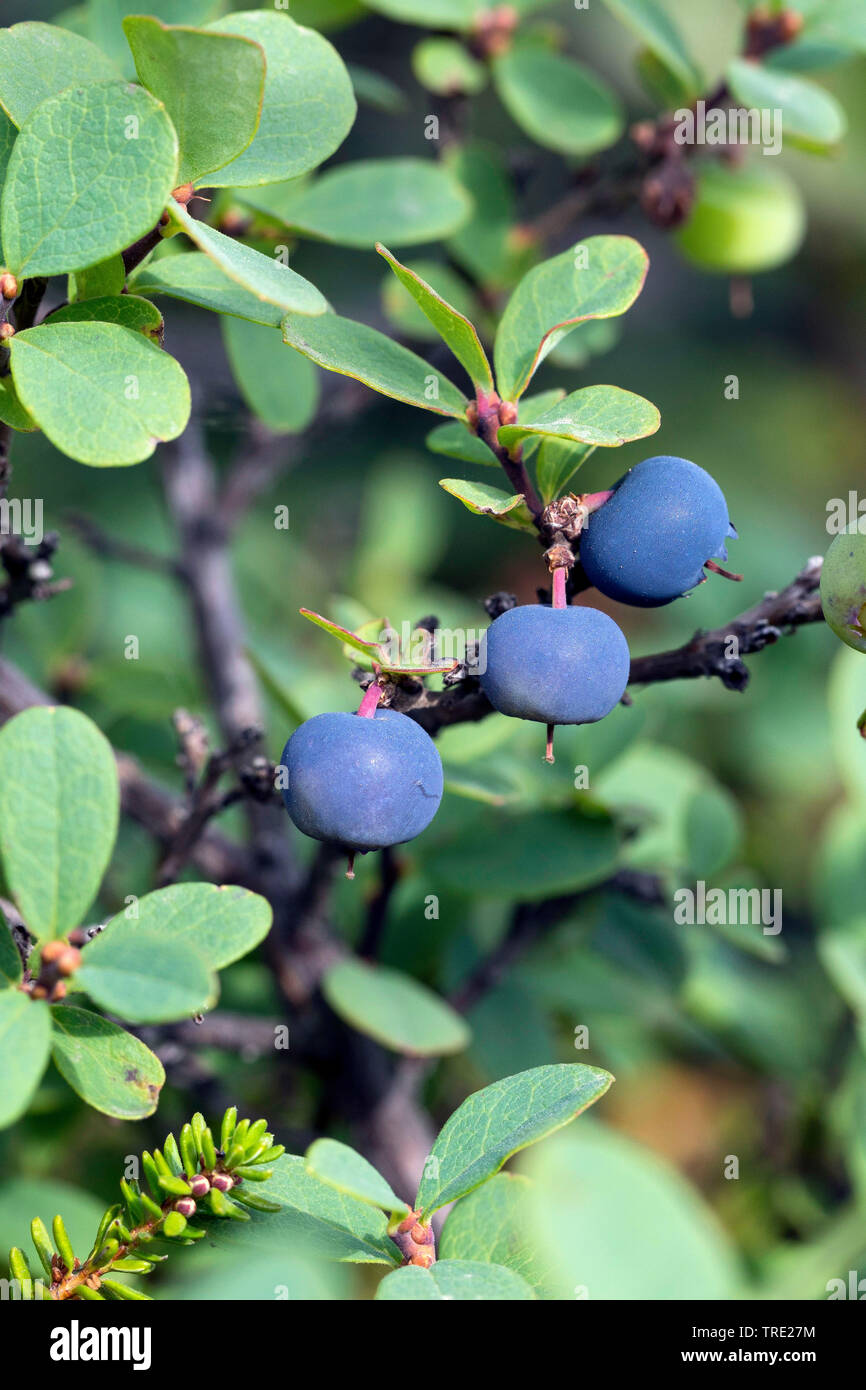 Alpine blueberry, bog blueberry, bog bilberry, northern bilberry, bog whortleberry (Vaccinium uliginosum), branch with fruits, Iceland Stock Photo