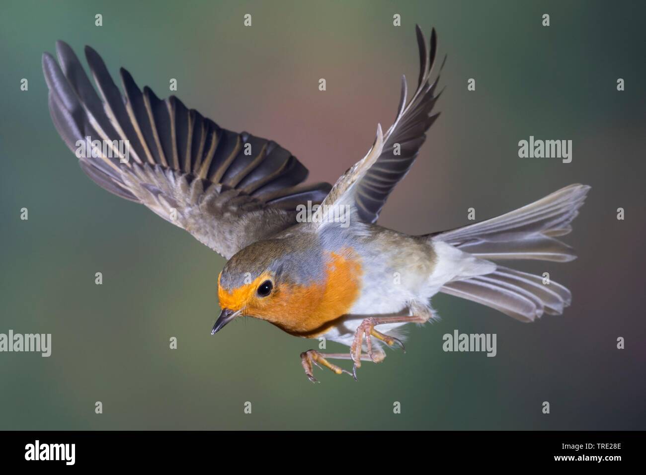 European robin (Erithacus rubecula), in flight, Germany Stock Photo