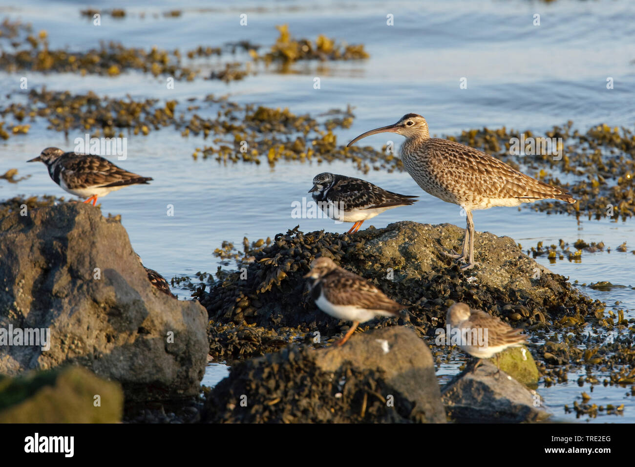 whimbrel (Numenius phaeopus), at the coast with turnstones, Netherlands, Terschelling Stock Photo
