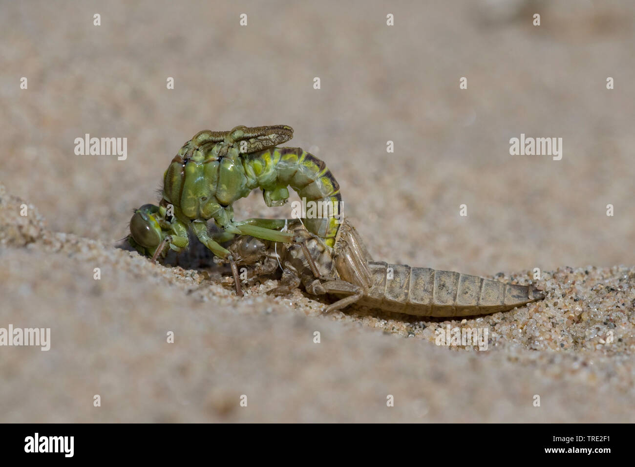 Asian gomphus (Gomphus flavipes), hatch of an Asian gomphus, series picture 7/12, Netherlands, Noord-Brabant Stock Photo